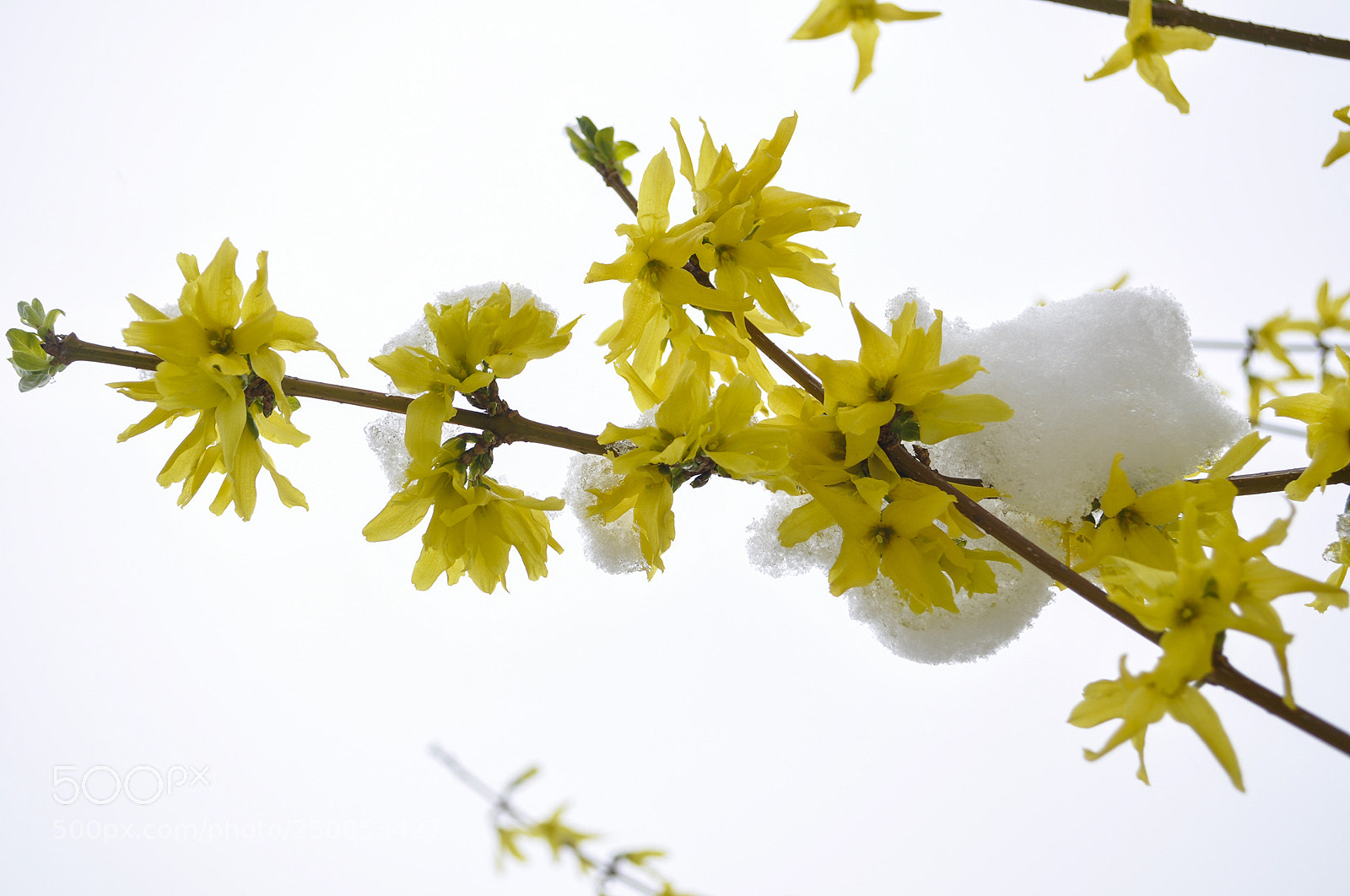Nikon D5000 sample photo. Spring to winter photography