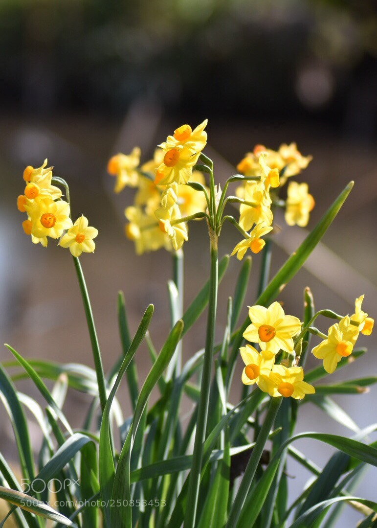 Nikon D7200 sample photo. Jonquil daffodil 
 photography