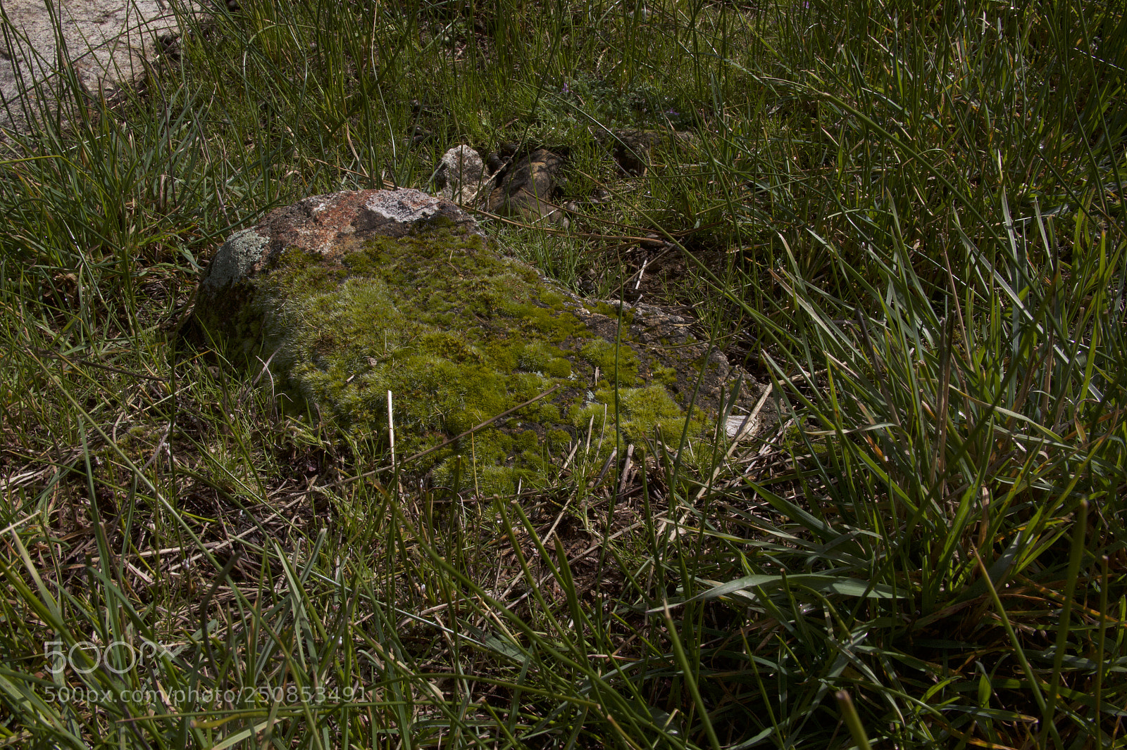 Canon EOS 60D sample photo. Img photography