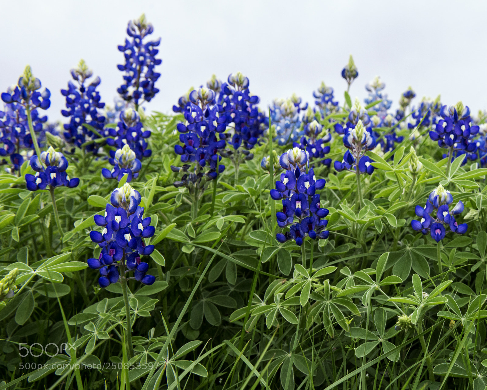 Nikon D800 sample photo. Bushy bluebonnets photography