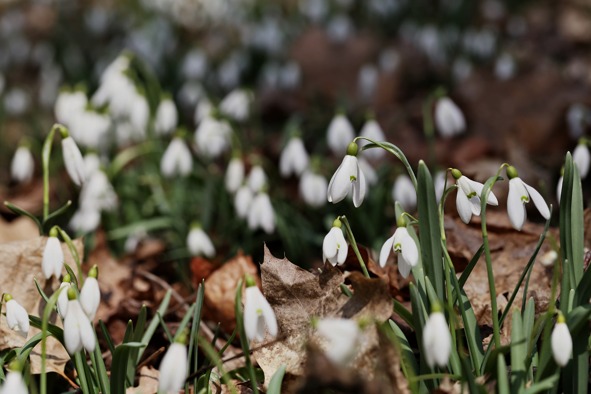Canon EF 100mm F2.8L Macro IS USM sample photo. Spring 2 photography