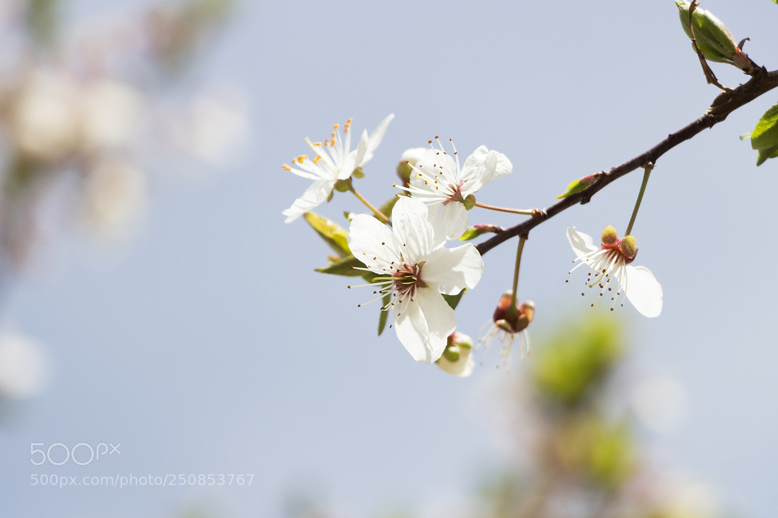 Canon EOS 700D (EOS Rebel T5i / EOS Kiss X7i) sample photo. Spring  photography