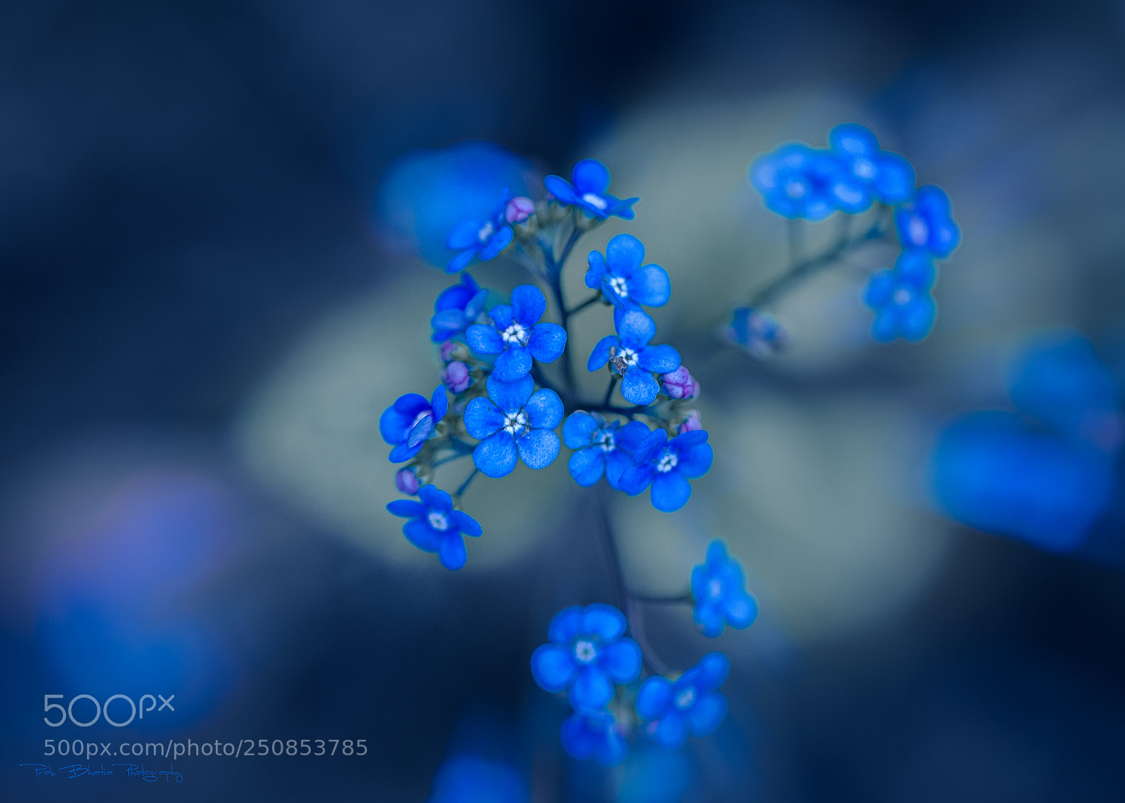 Canon EOS 5D Mark IV sample photo. Forget-me-nots photography