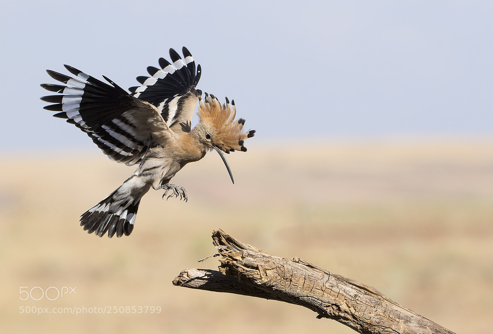 Canon EOS 7D Mark II sample photo. İbibik - hoopoe photography