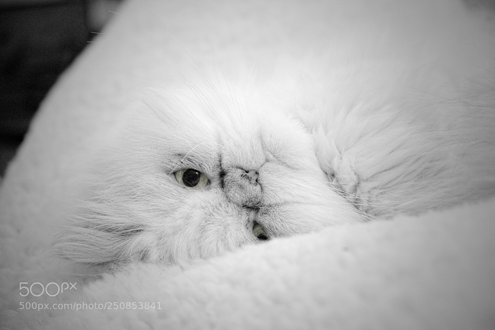 Fujifilm X-T1 sample photo. Admirer photography