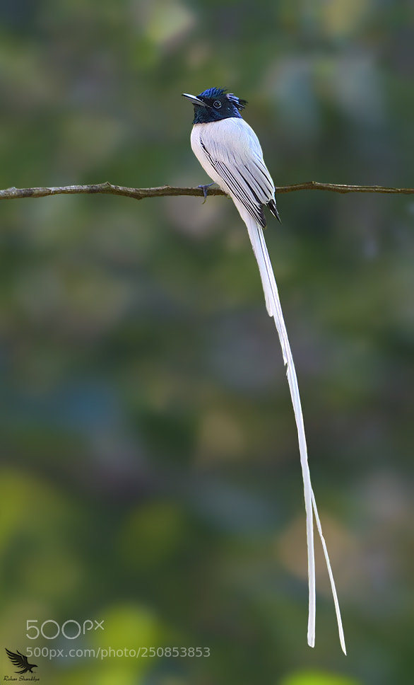 Nikon D5100 sample photo. Indian paradise flycatcher photography