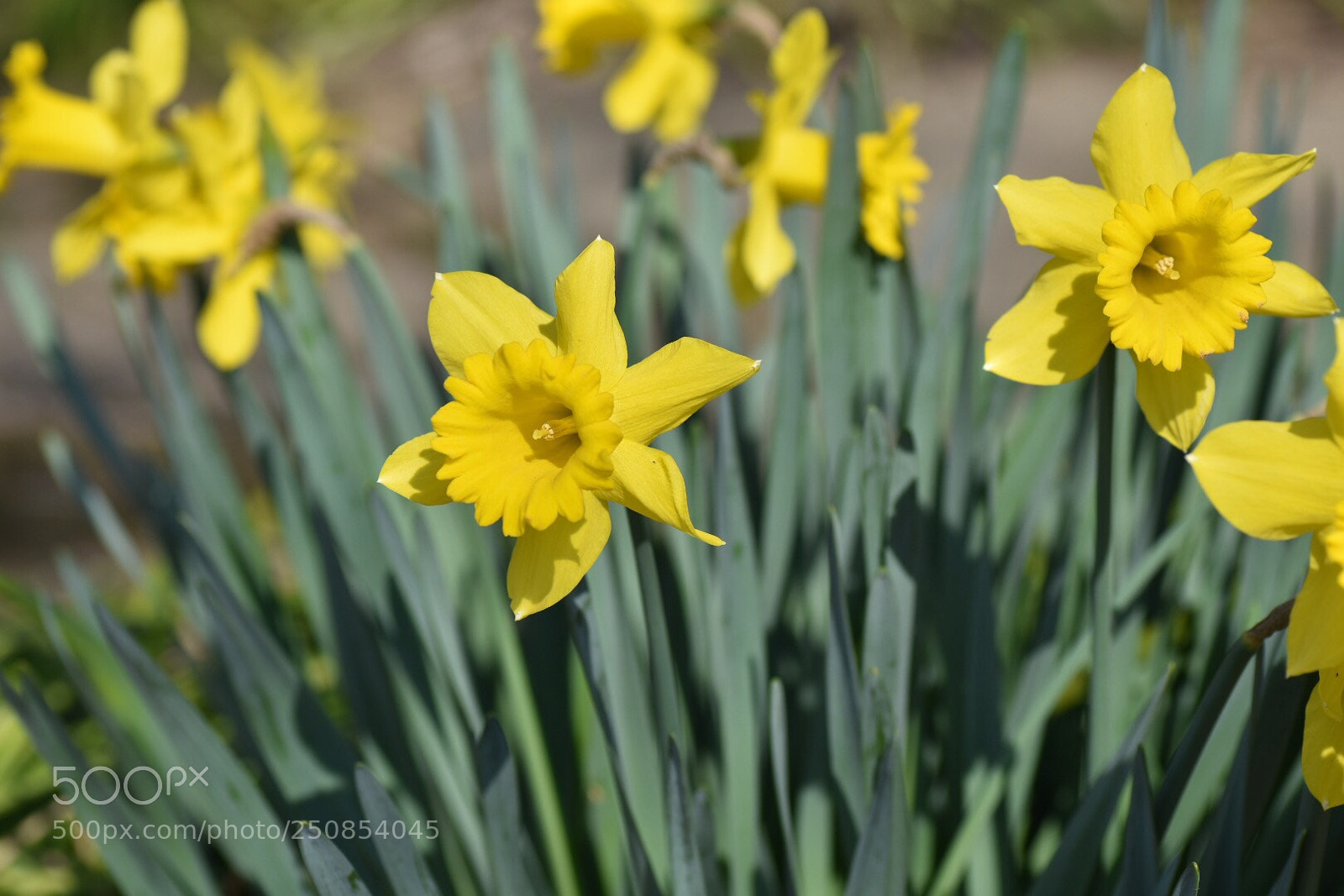 Nikon D7200 sample photo. Wild daffodil
ラッパスイセン（喇叭水仙） photography