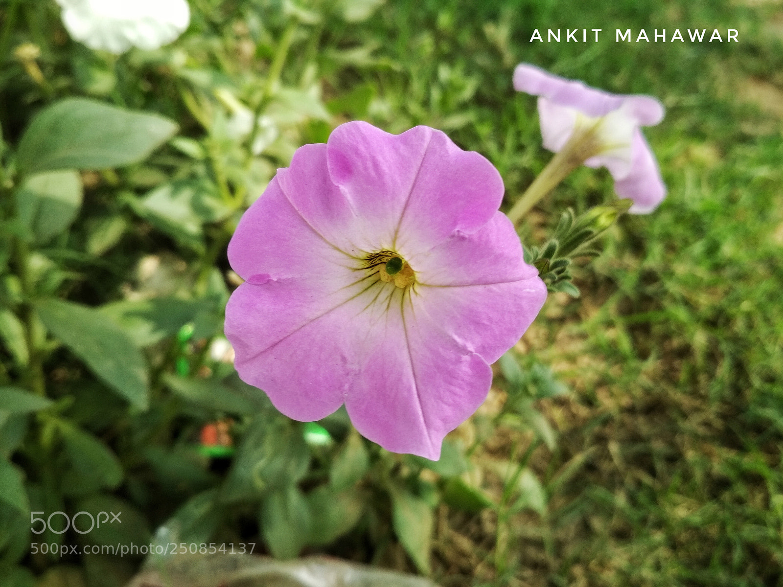 Xiaomi Redmi 4 Pro sample photo. Untitled photography