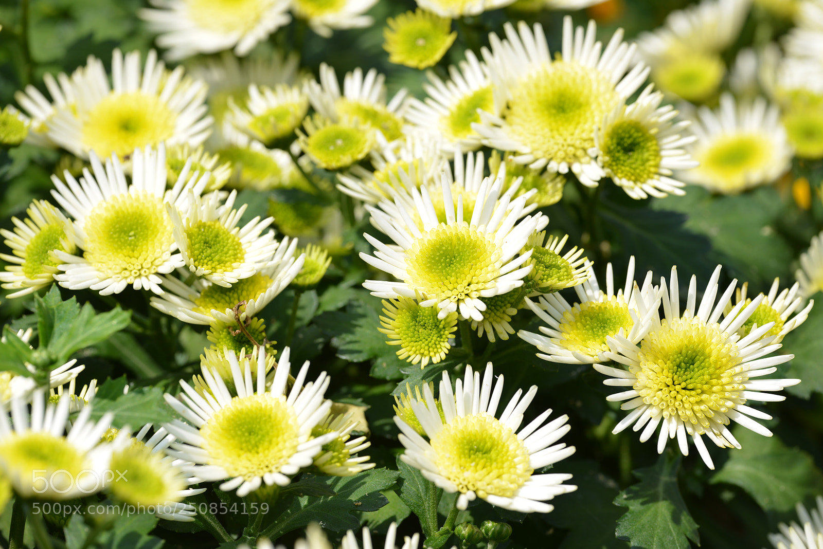 Nikon D800E sample photo. Chrysant photography