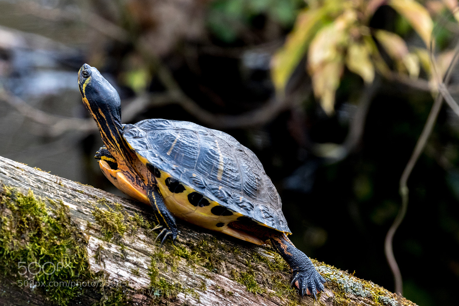 Canon EOS 80D sample photo. Turtle photography