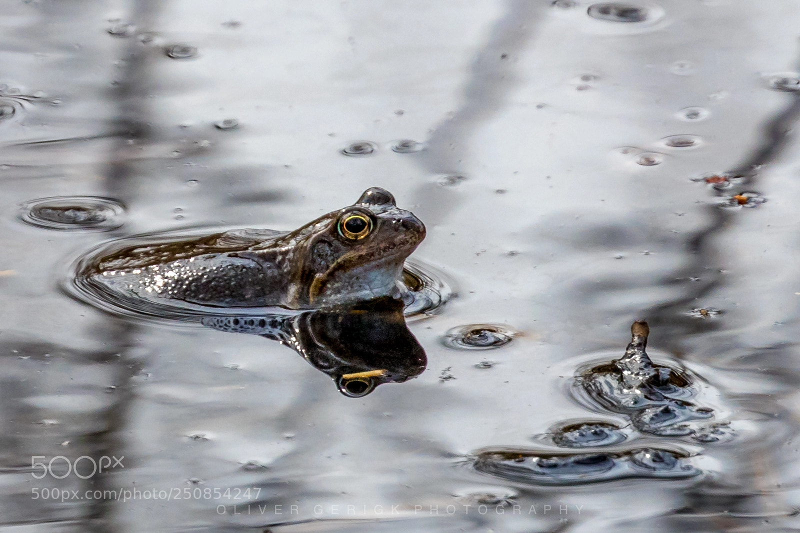 Canon EOS 80D sample photo. Toad photography