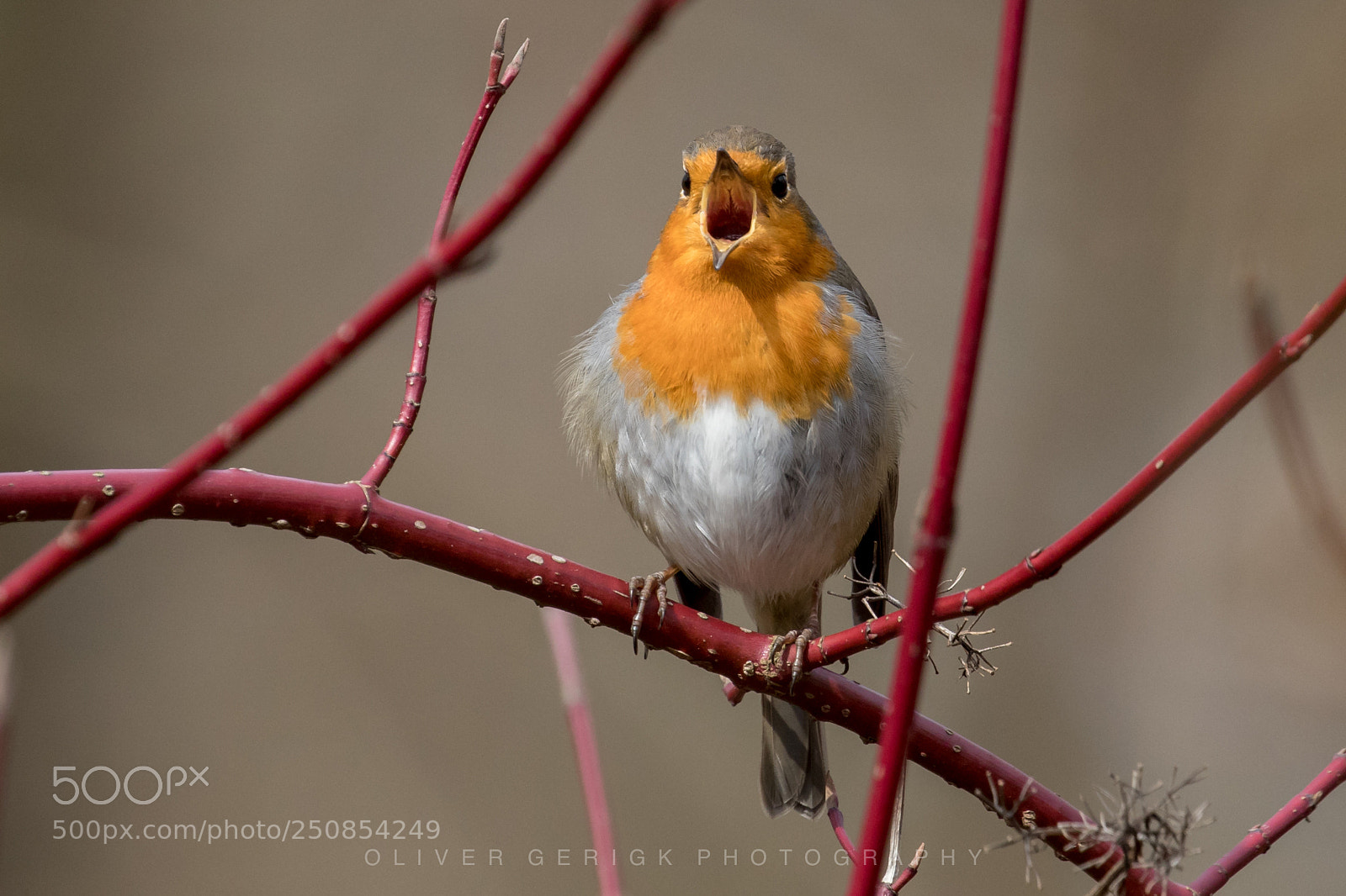 Canon EOS 80D sample photo. Robin sings photography