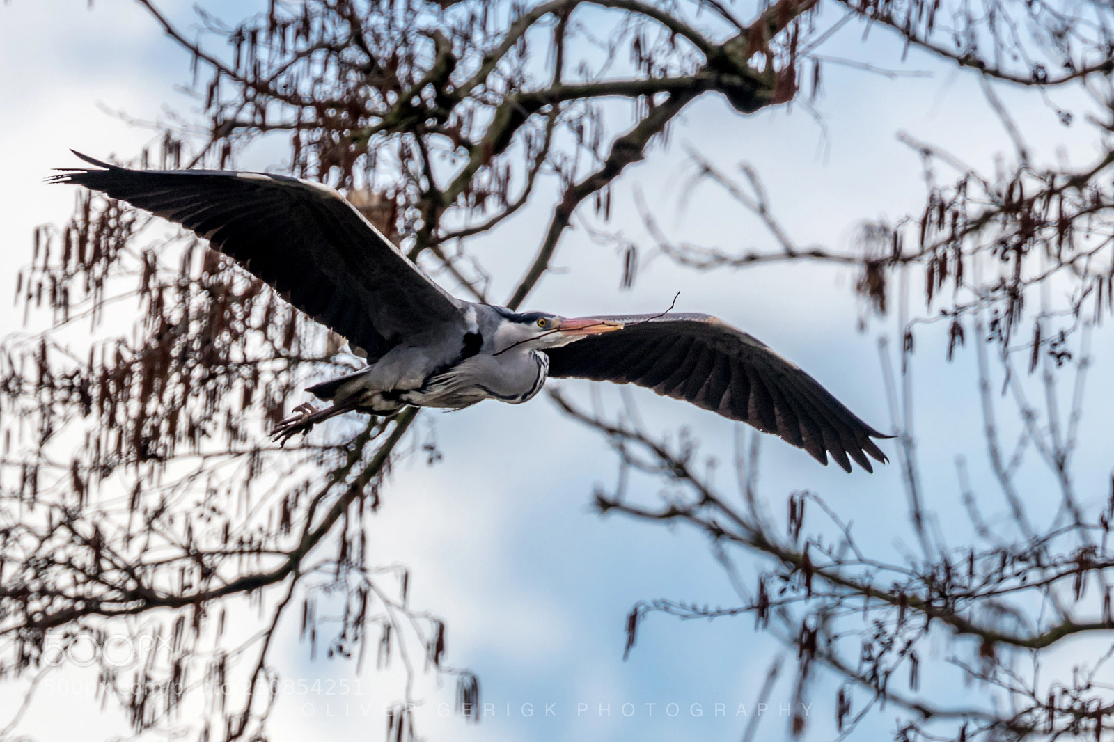 Canon EOS 80D sample photo. Gray heron photography