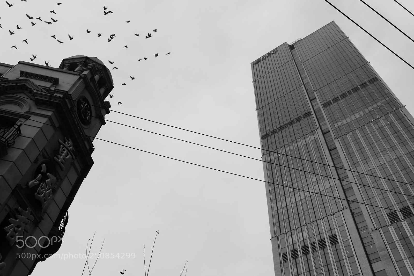 Canon EOS 750D (EOS Rebel T6i / EOS Kiss X8i) sample photo. Steel jungle photography