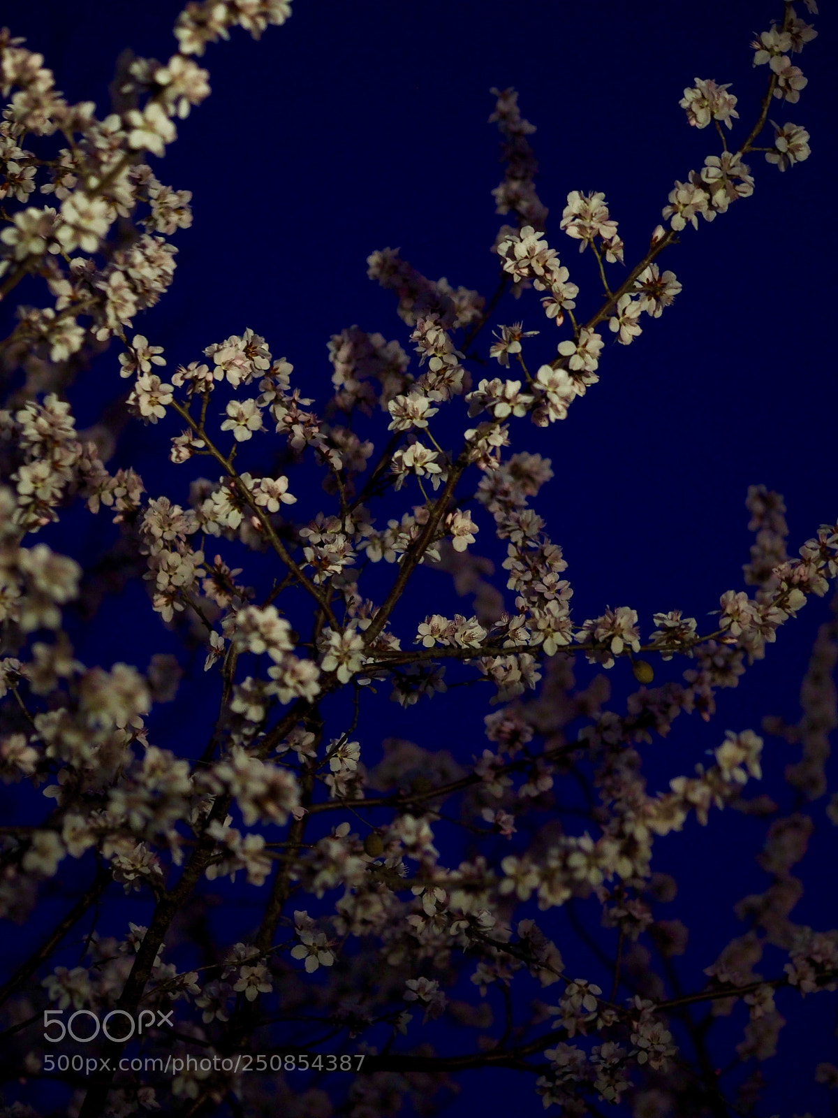Olympus OM-D E-M10 II sample photo. Untitled photography