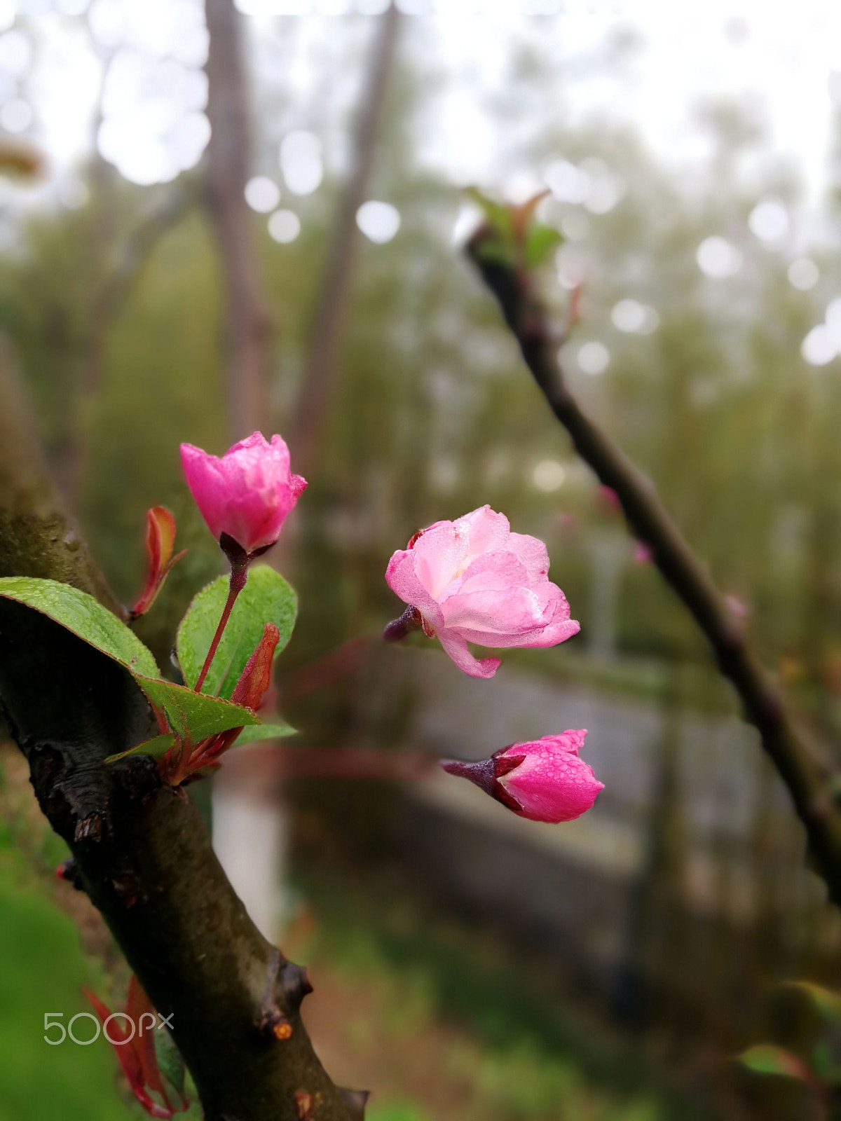 HUAWEI Honor V9 sample photo. 二月海棠开02 photography