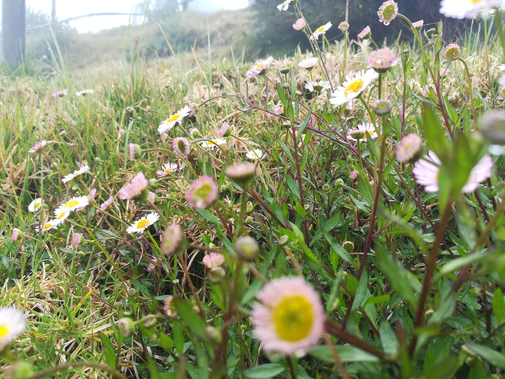 HUAWEI GR5 2017 sample photo. Out of focus photography