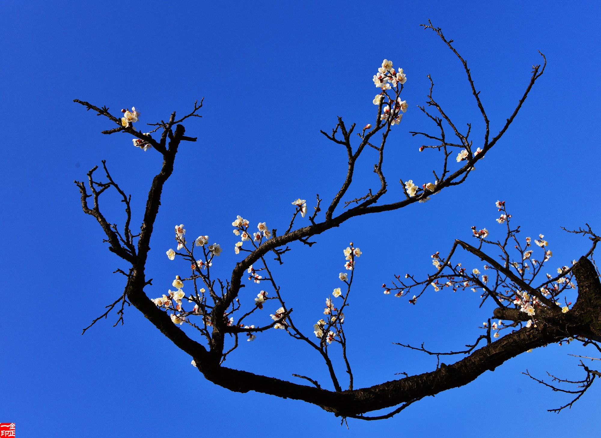 Nikon D810 sample photo. 매화 photography