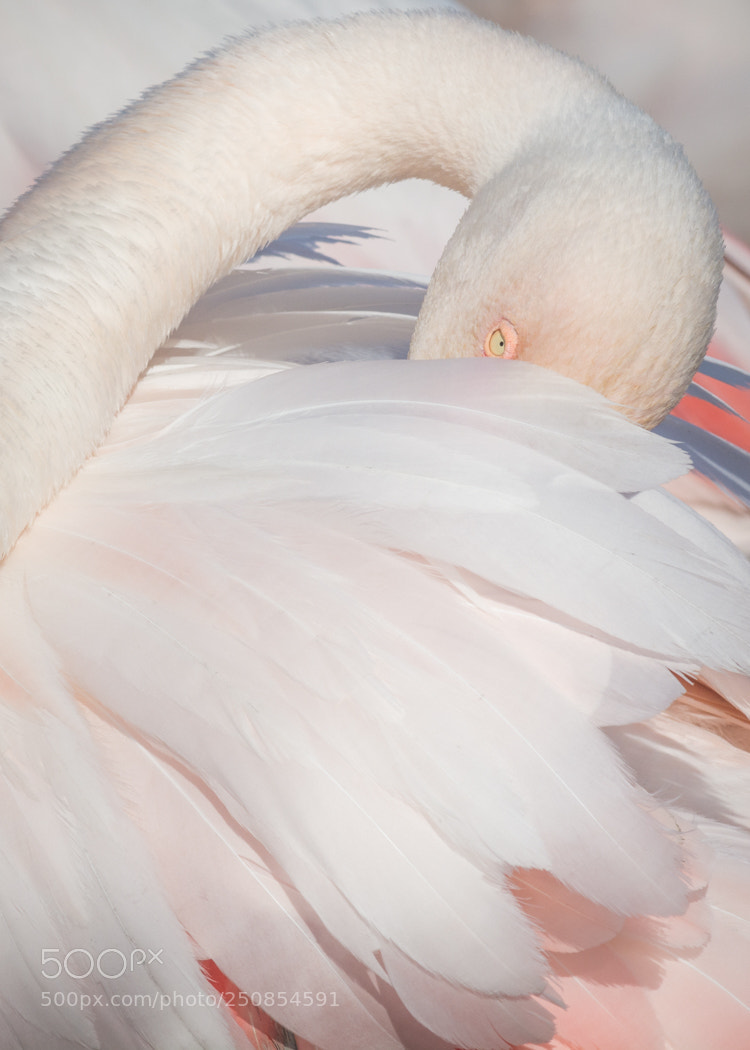 Nikon D7100 sample photo. Flamingo abstract #1 photography
