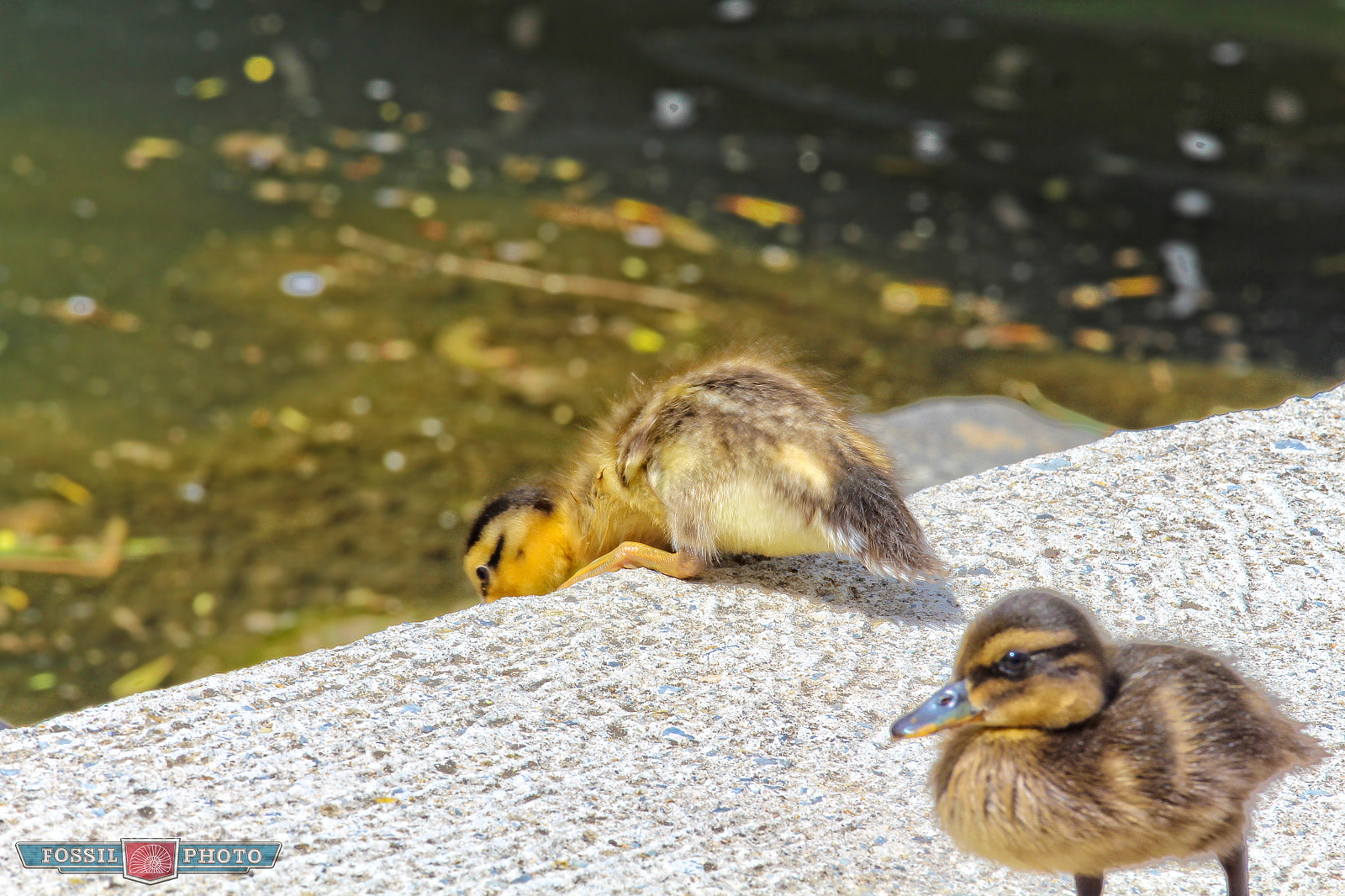 Canon EOS 700D (EOS Rebel T5i / EOS Kiss X7i) sample photo. Should i? photography