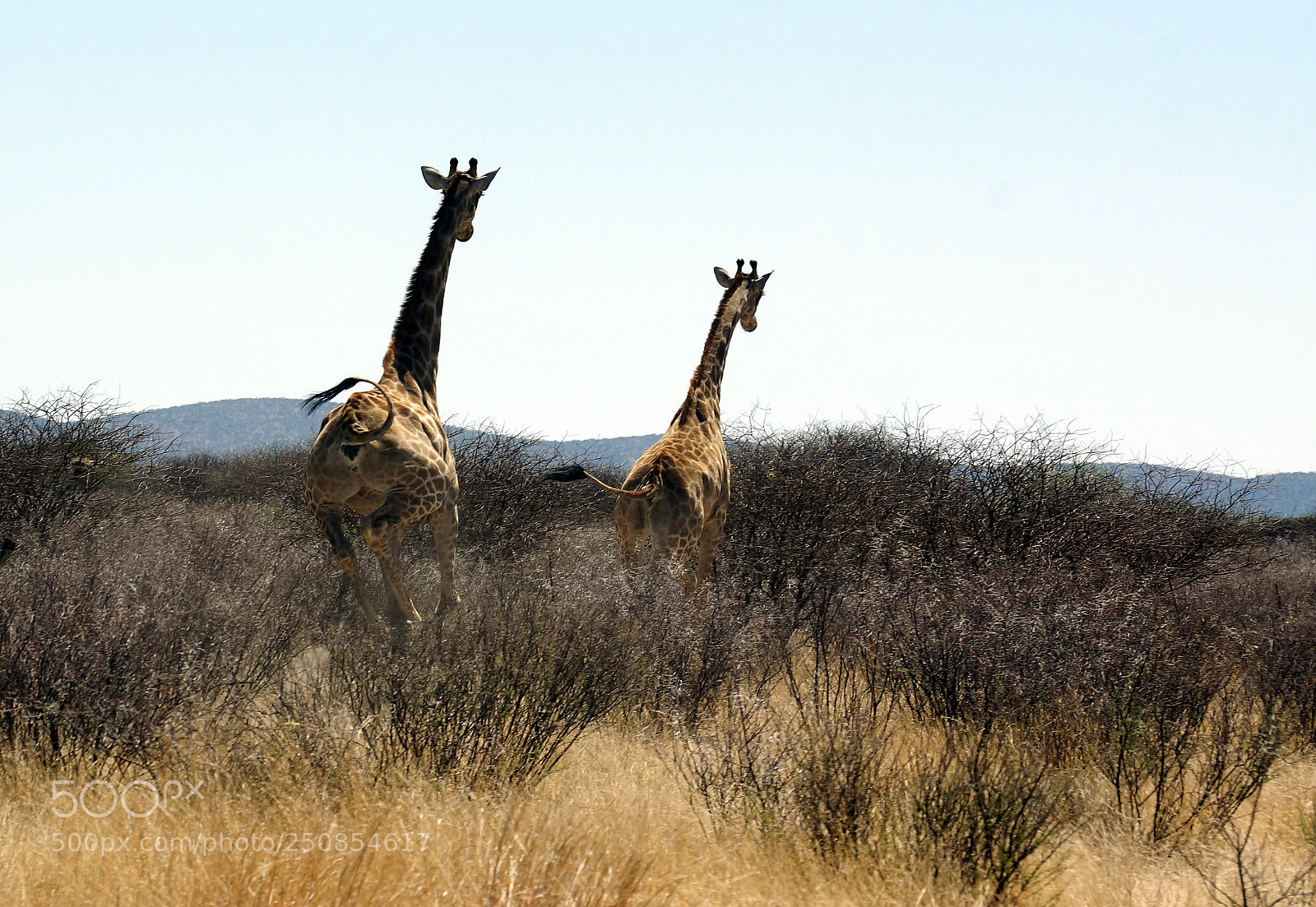 Sony SLT-A77 sample photo. Like horses at a photography