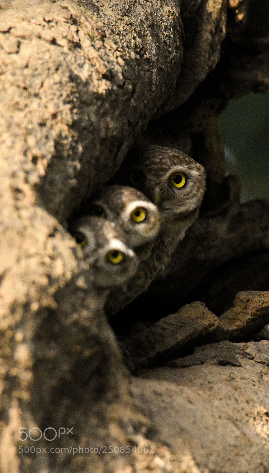 Nikon D7200 sample photo. Curious eyes photography