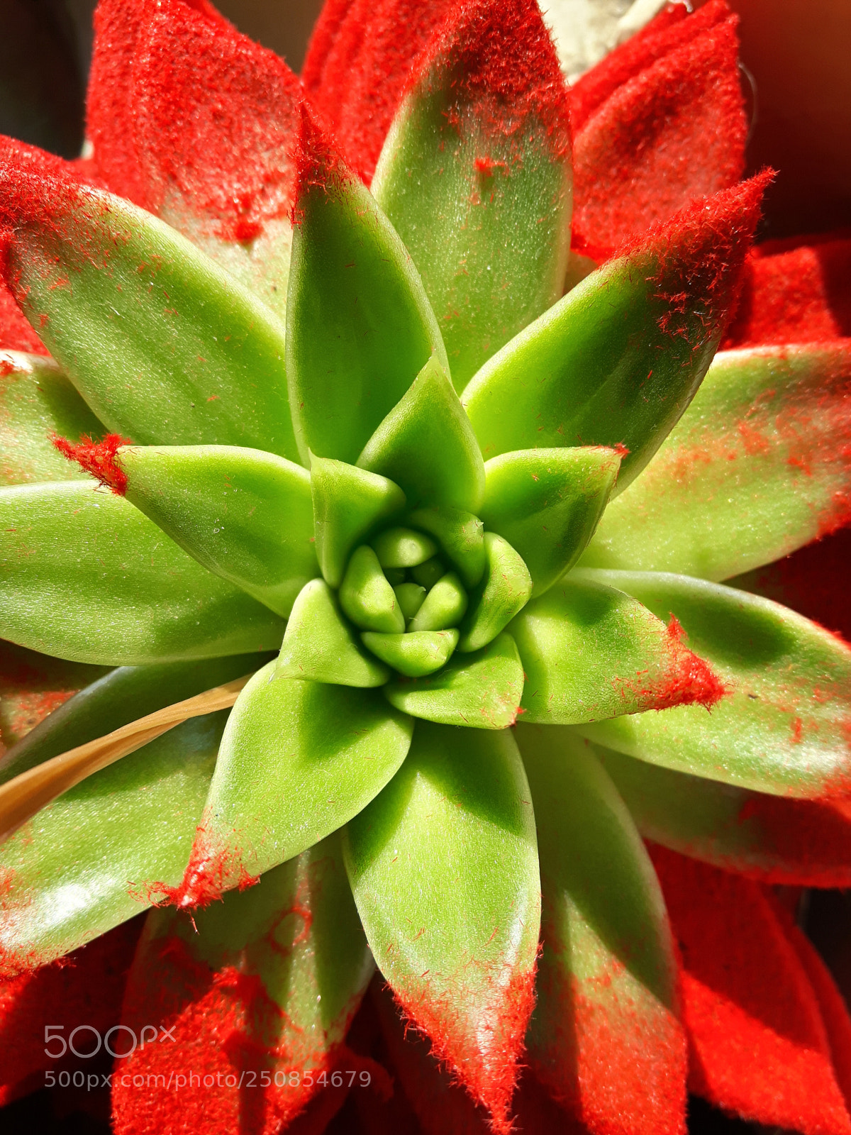 Samsung Galaxy S5 Neo sample photo. Green star photography