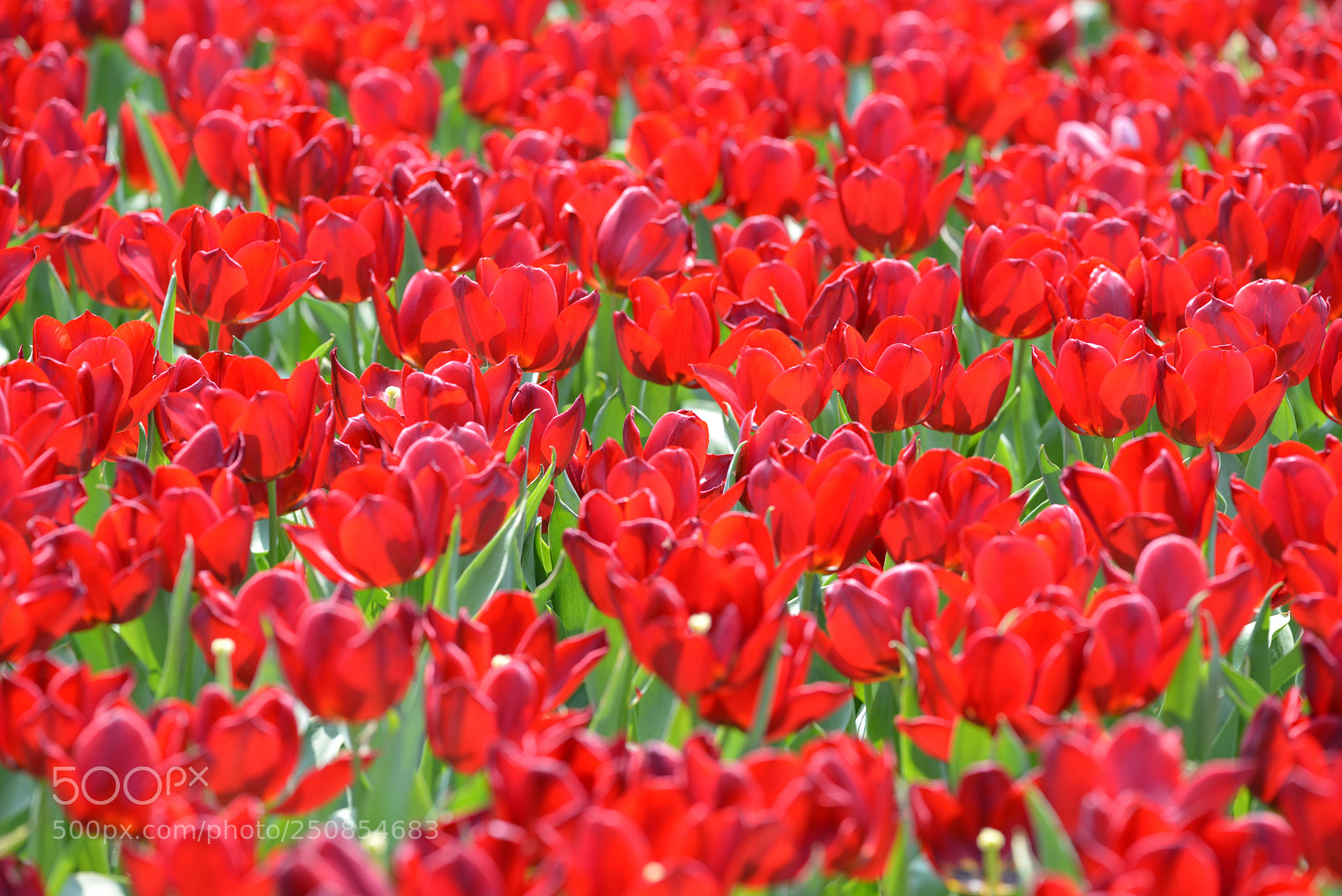 Nikon D800E sample photo. Red tulip photography