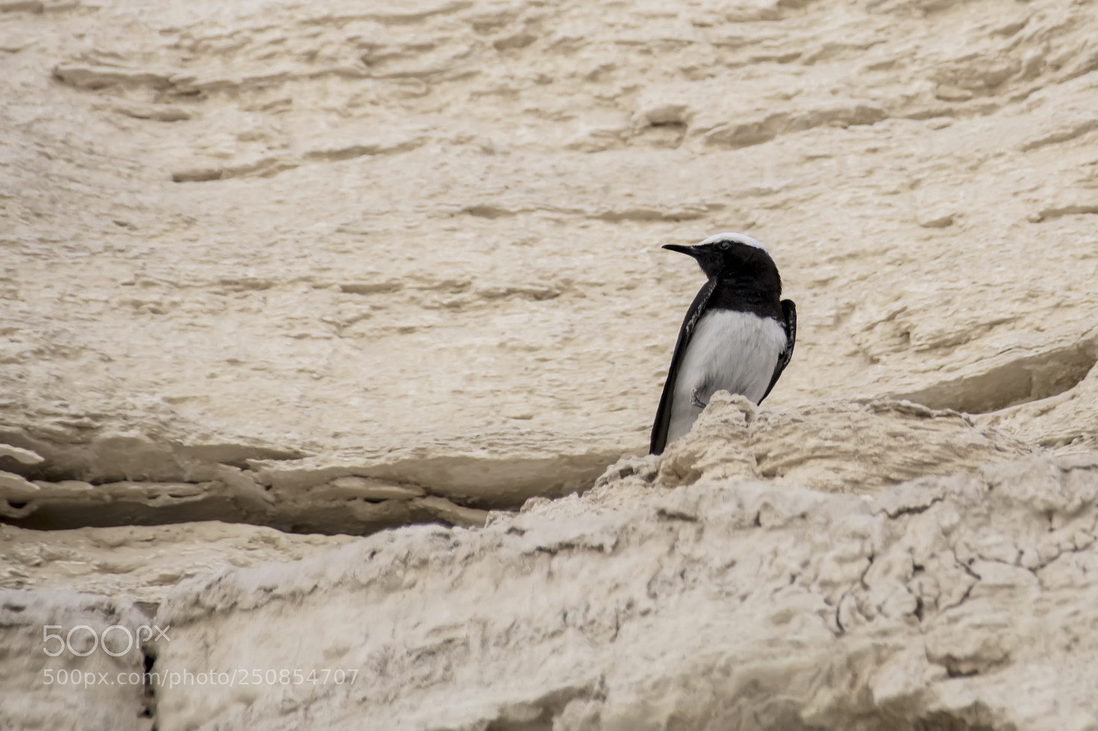 Canon EOS 80D sample photo. Hooded wheatear - tomas photography