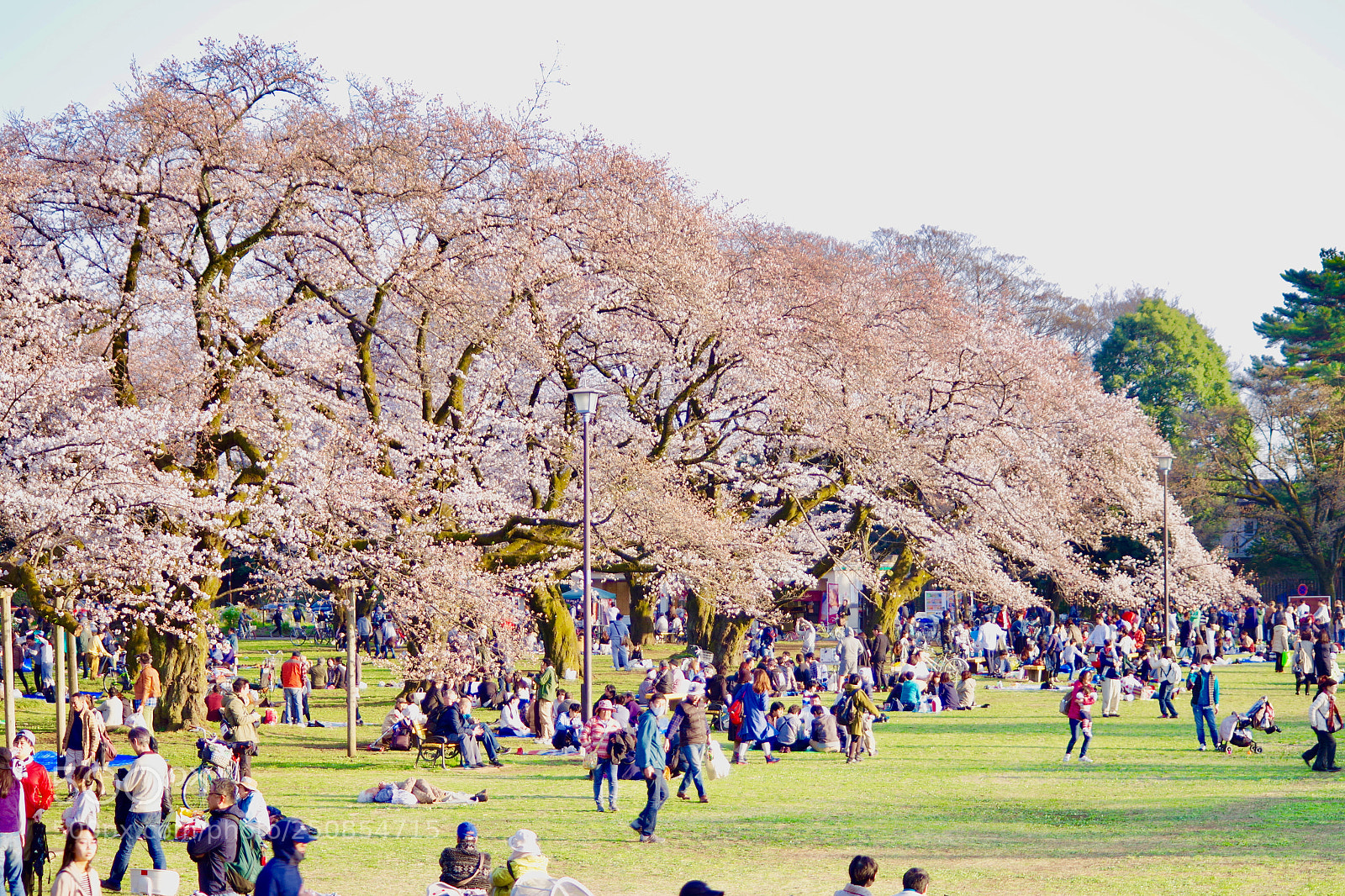 Pentax K-S2 sample photo. Sakura holiday. photography