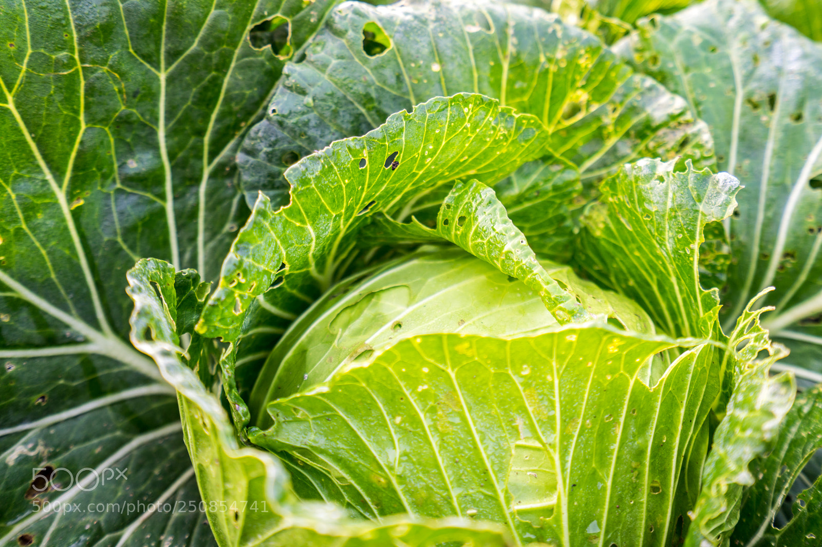 Sony a7 II sample photo. Organic vegetable photography