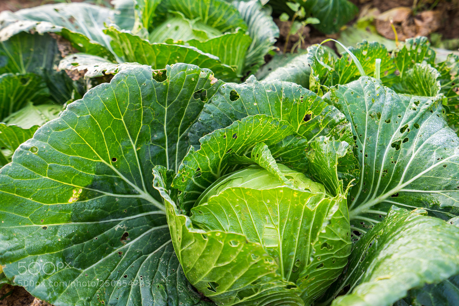 Sony a7 II sample photo. Organic vegetable photography