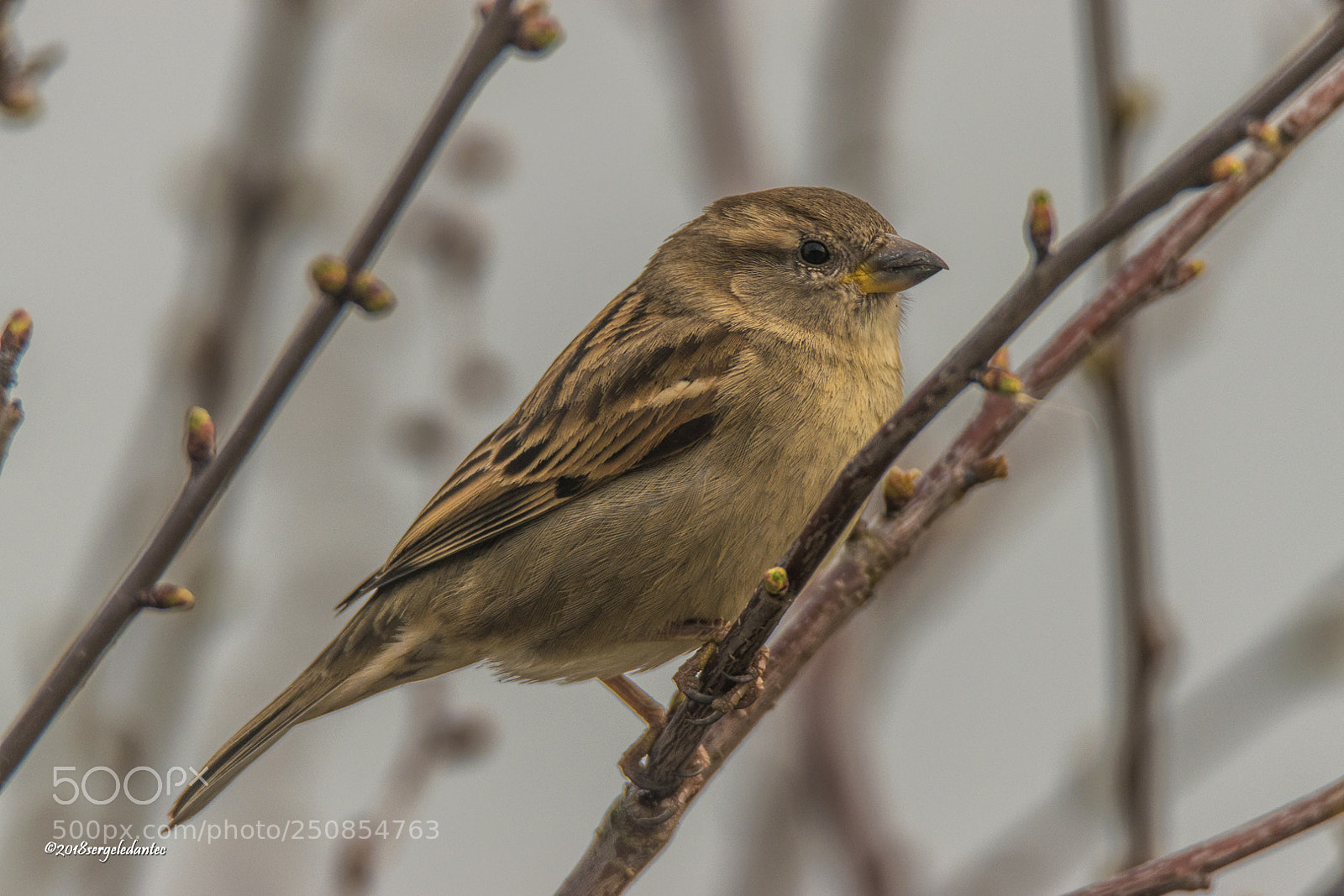 Nikon D5300 sample photo. Moineau domestique photography