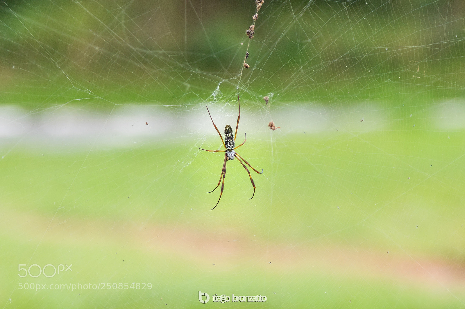 Canon EOS 6D Mark II sample photo. The spider photography