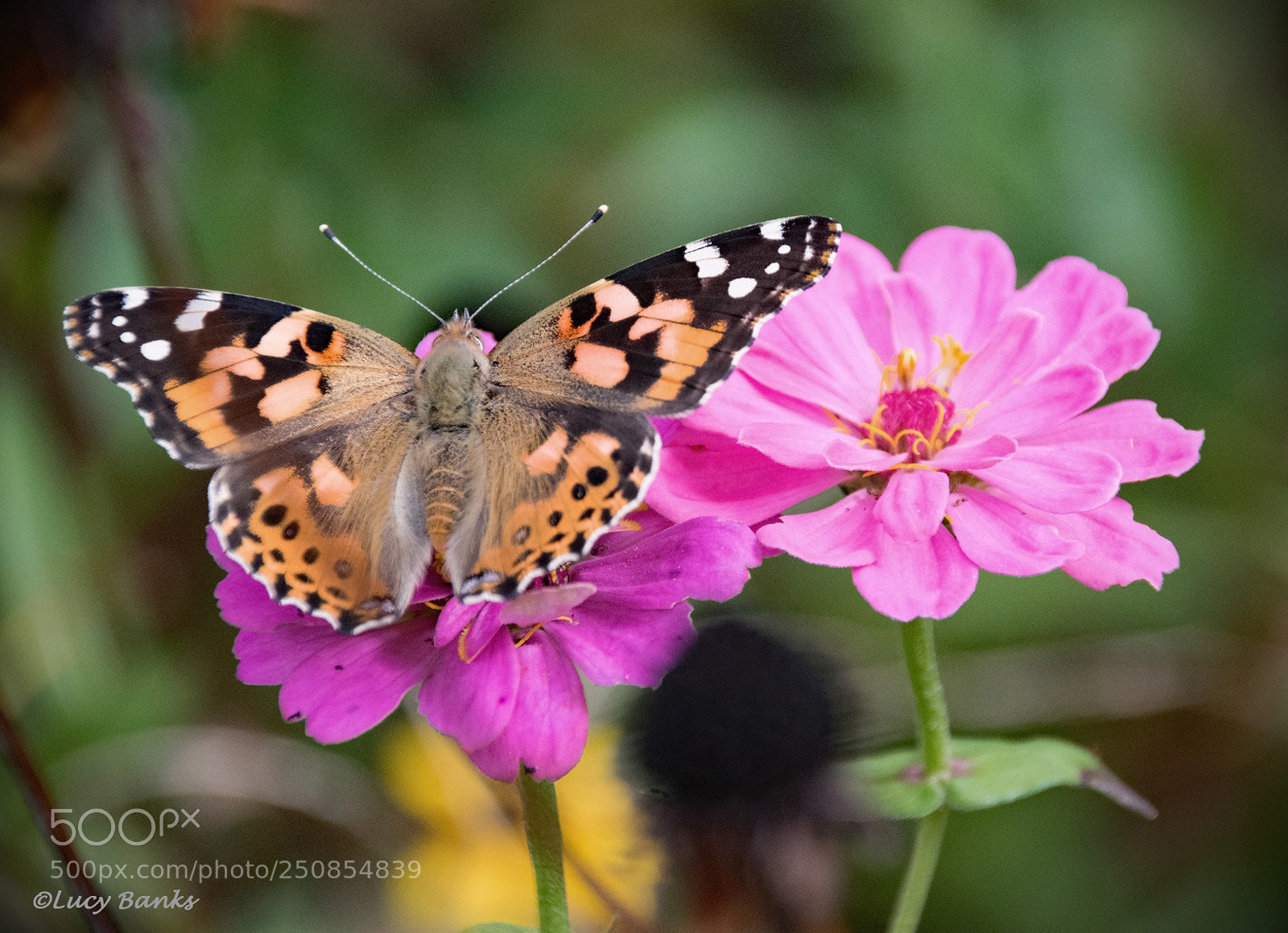 Nikon D5300 sample photo. Painted lady on zinnias photography