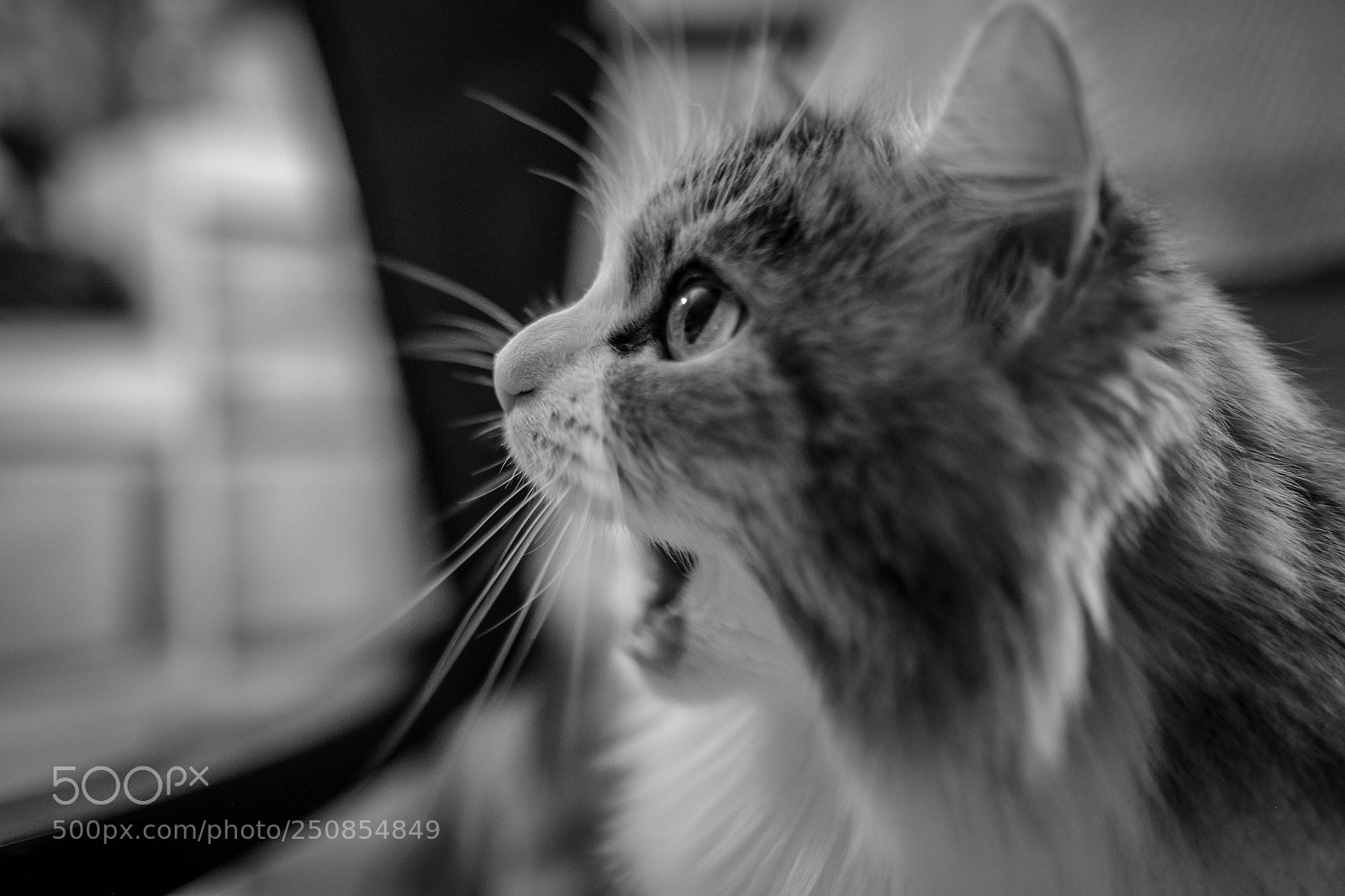 Fujifilm X-T10 sample photo. B&w cat photo photography