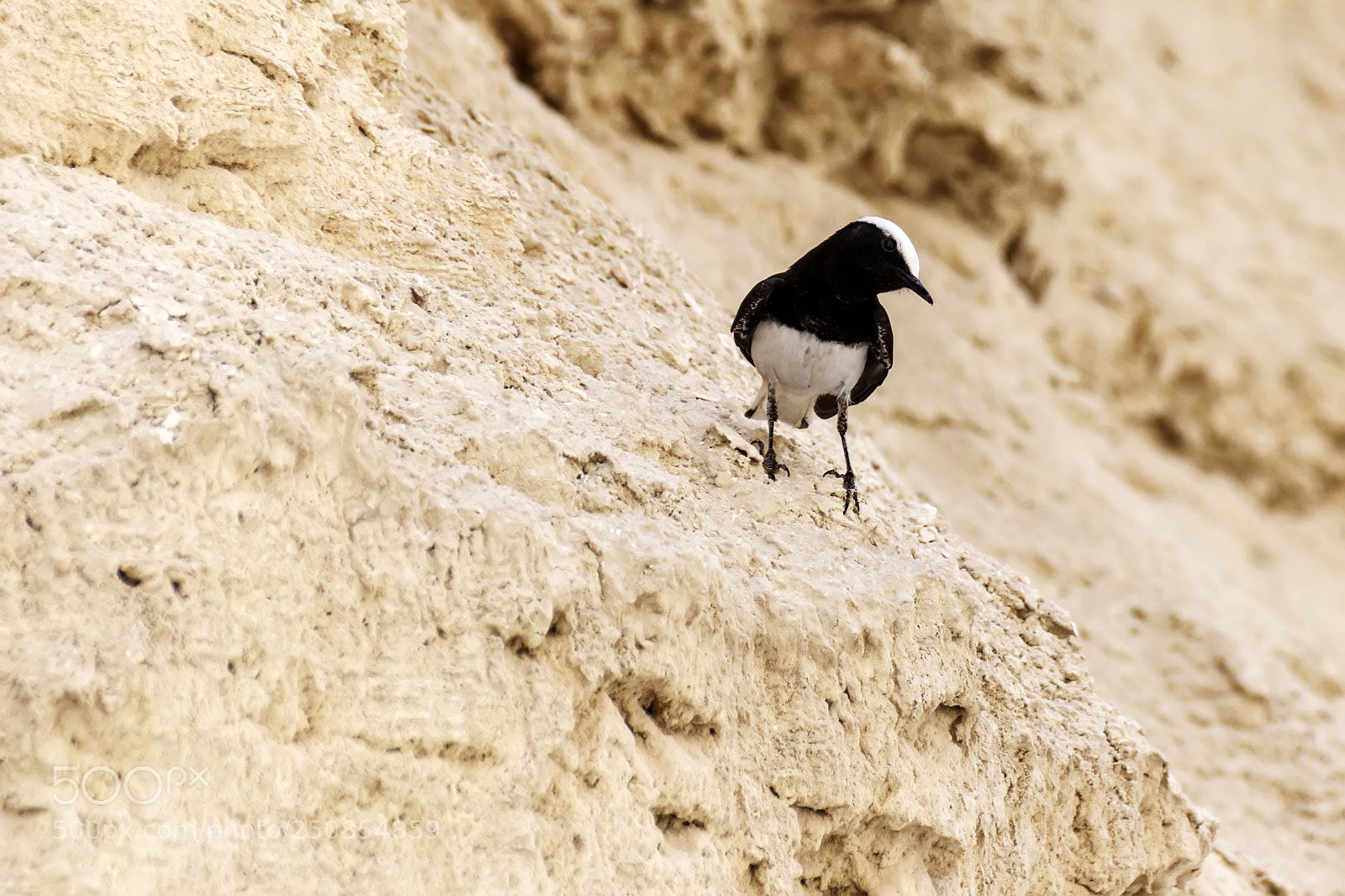 Canon EOS 80D sample photo. Hooded wheatear - tomas photography