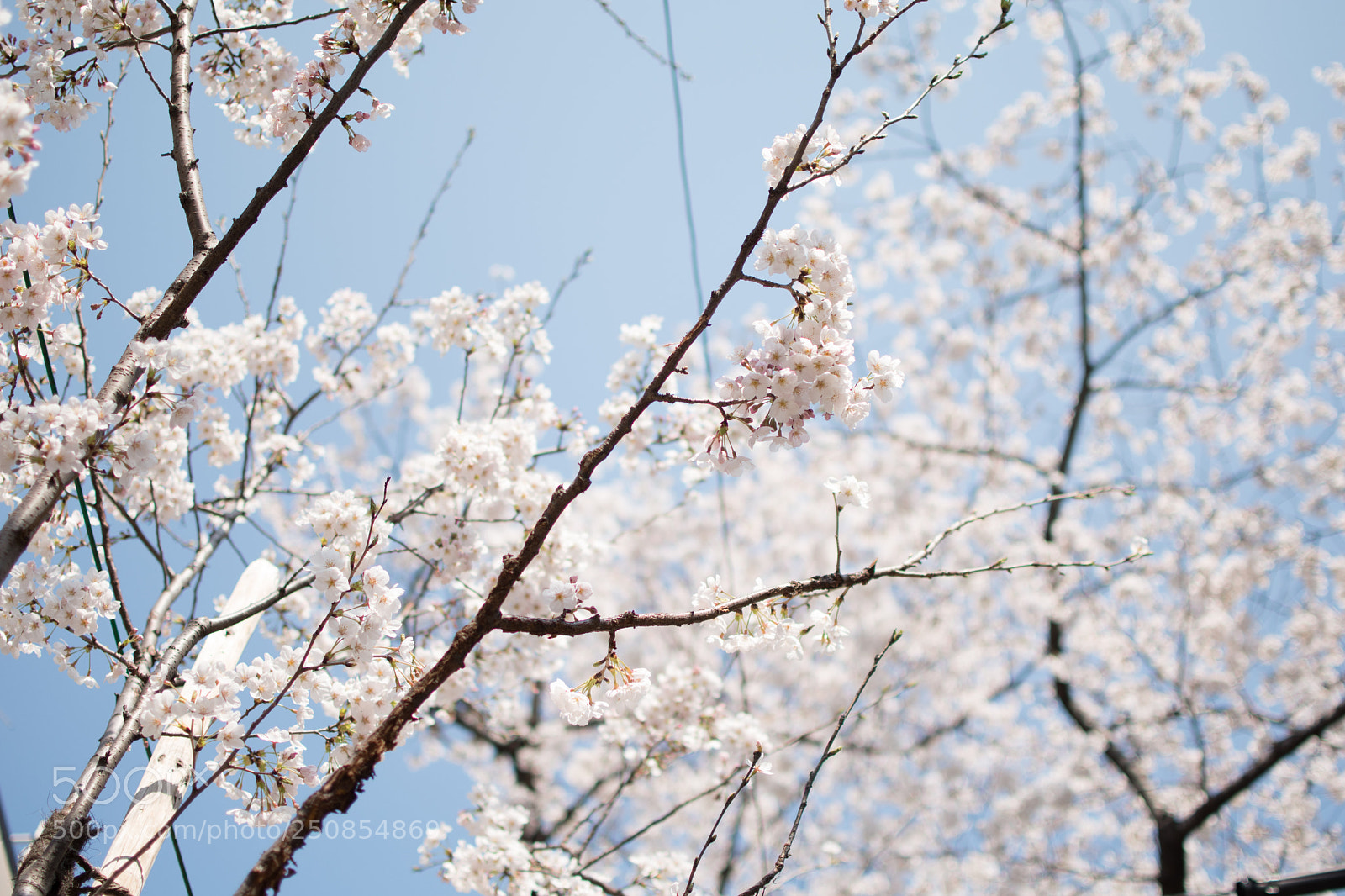 Nikon D5500 sample photo. Sakura photography