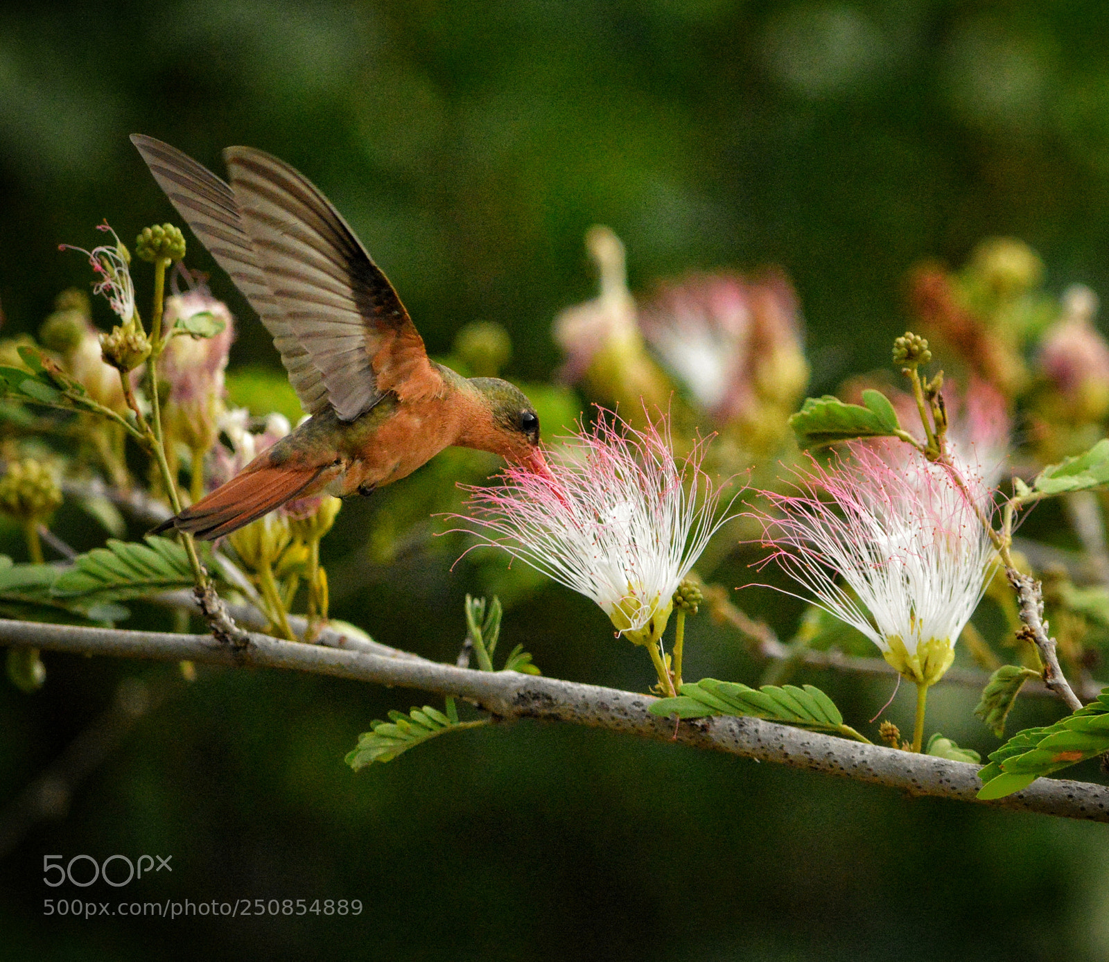 Nikon D3200 sample photo. Colibr canela en flores photography