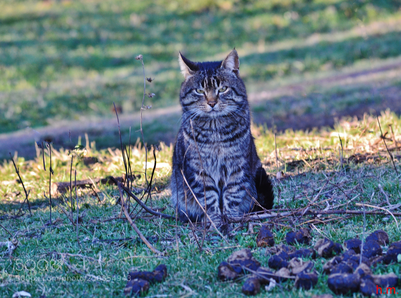 Nikon D3100 sample photo. Bo () photography