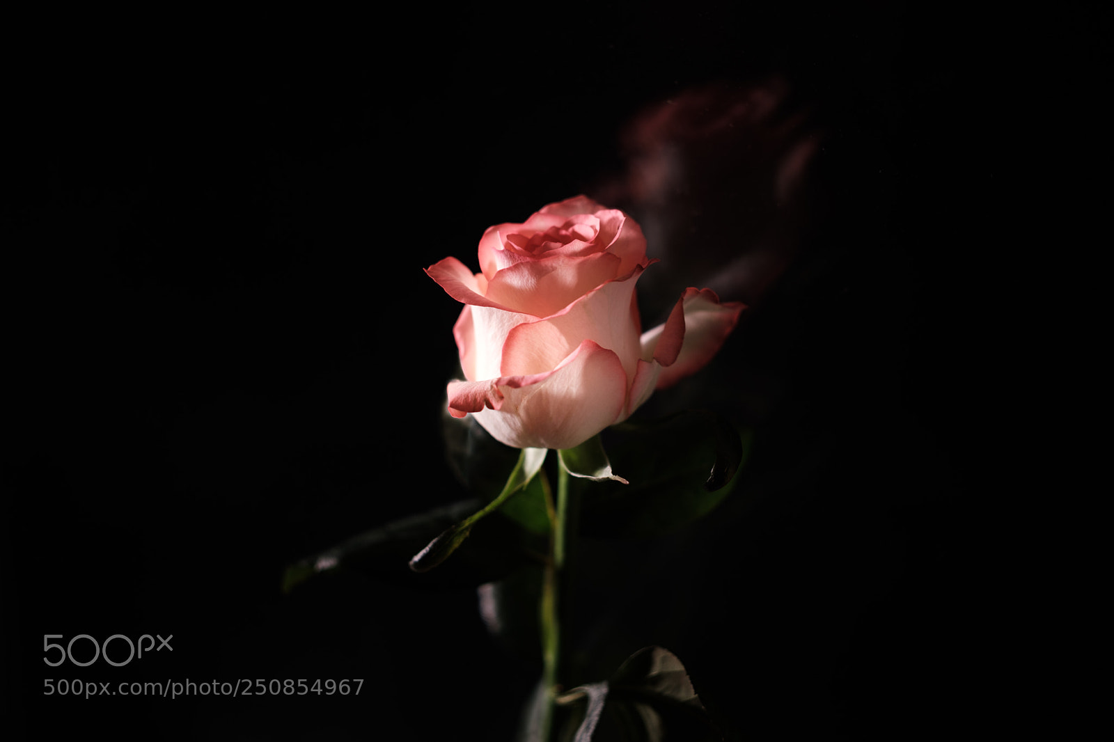 Fujifilm X-T20 sample photo. Just a rose photography