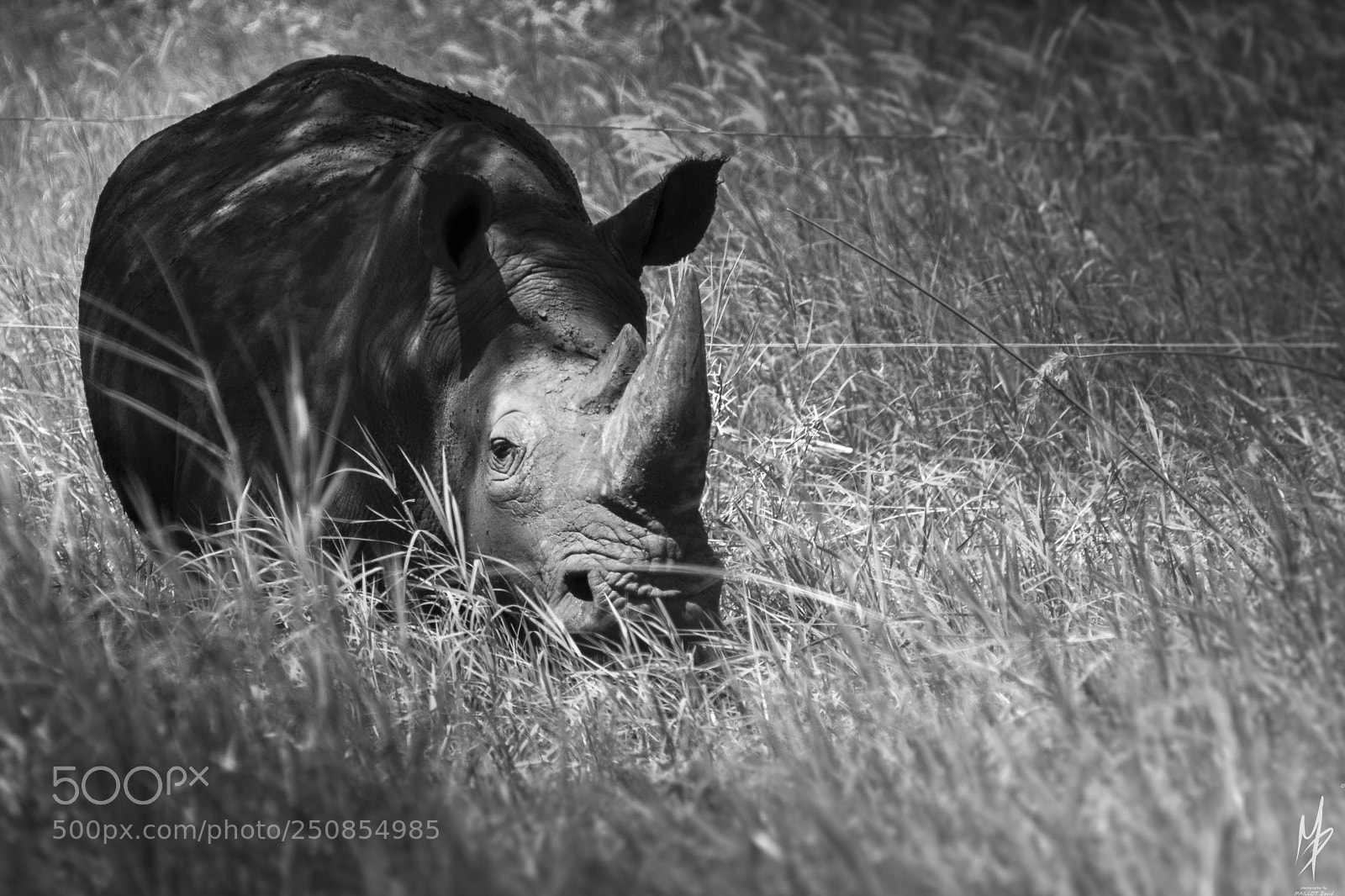 Nikon D5200 sample photo. Rhinocéros photography