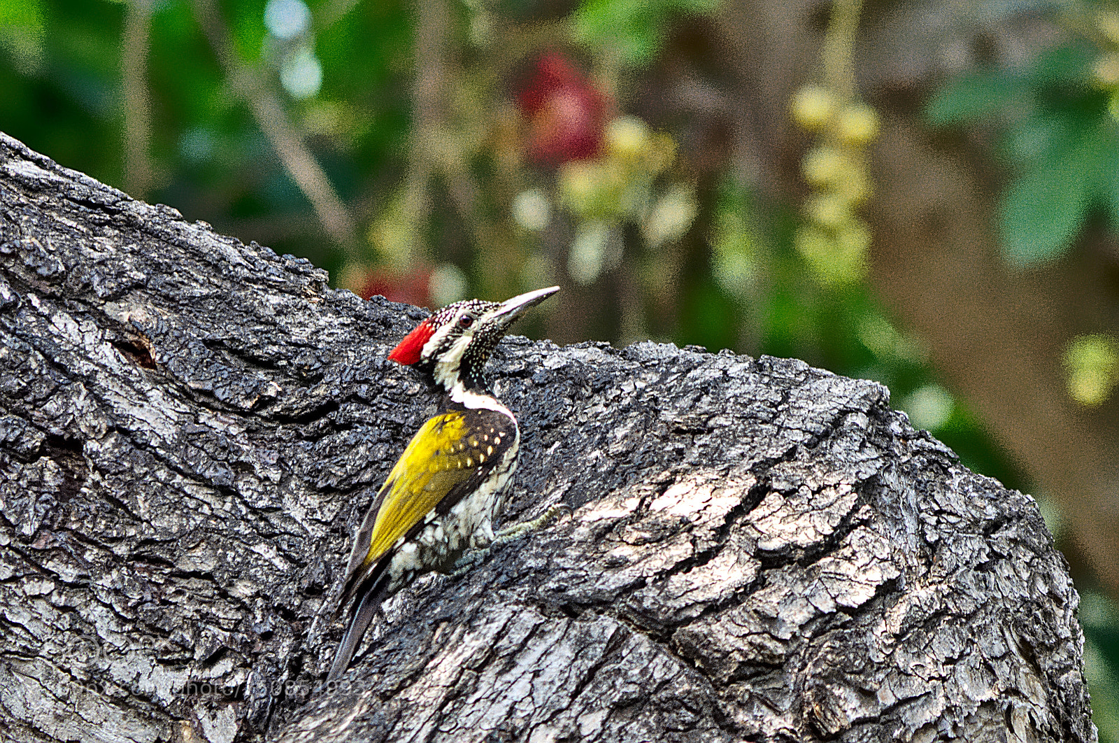 Pentax K-5 IIs sample photo. The black rumped flameback photography