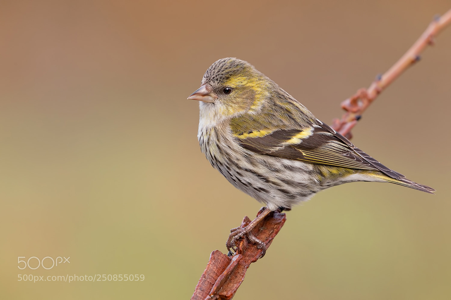 Canon EOS 5D Mark IV sample photo. Eurasian siskin portrait photography