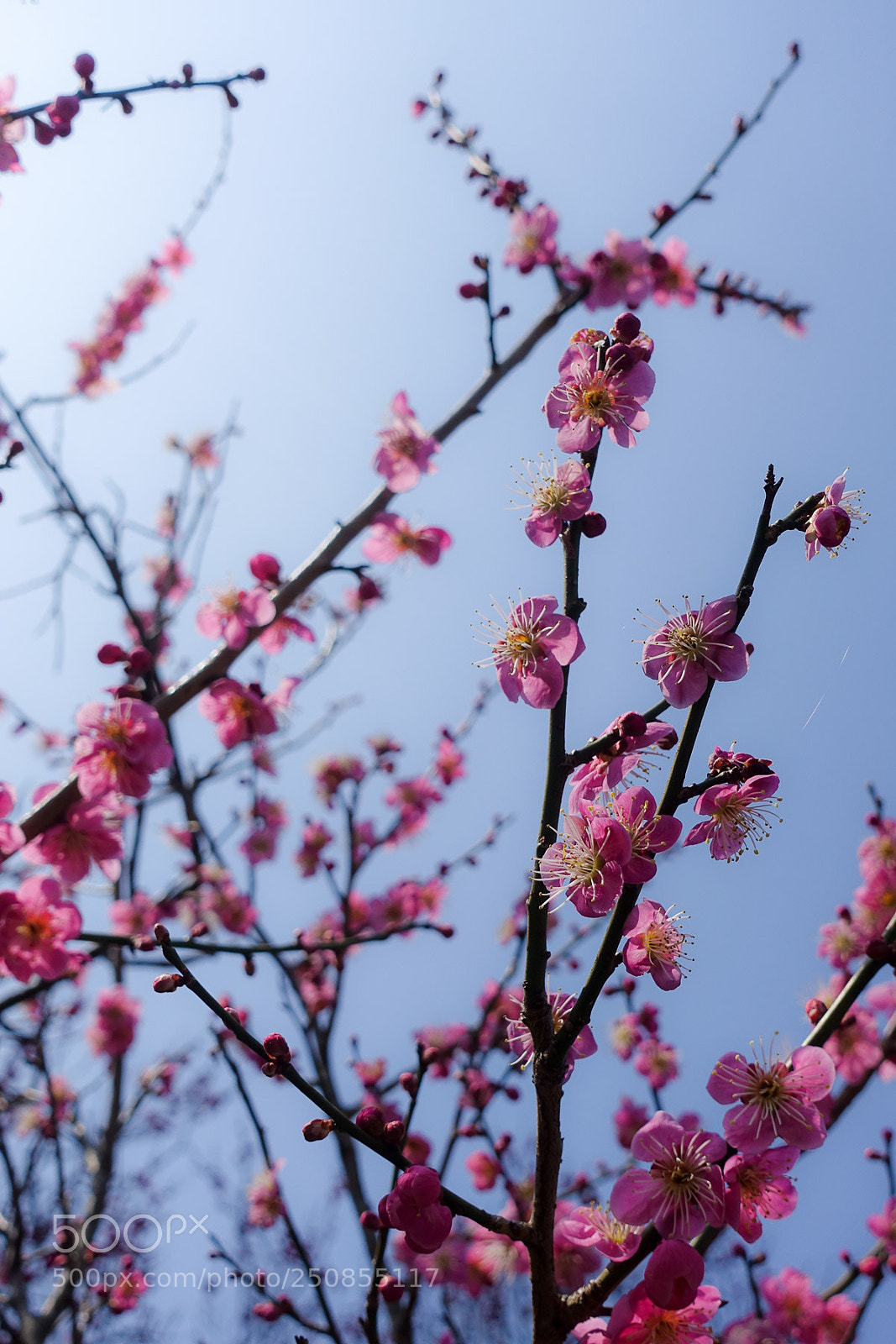 Sony Cyber-shot DSC-RX100 IV sample photo. Impressions from japan photography