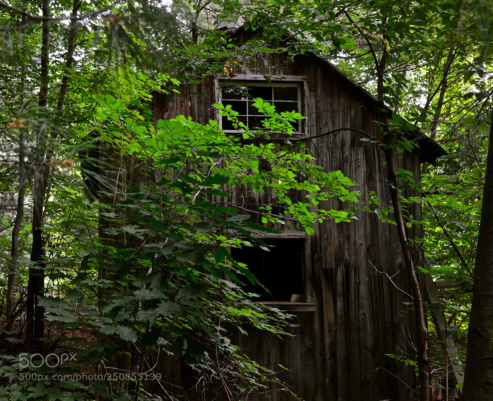 Nikon D600 sample photo. Woodland cabin photography
