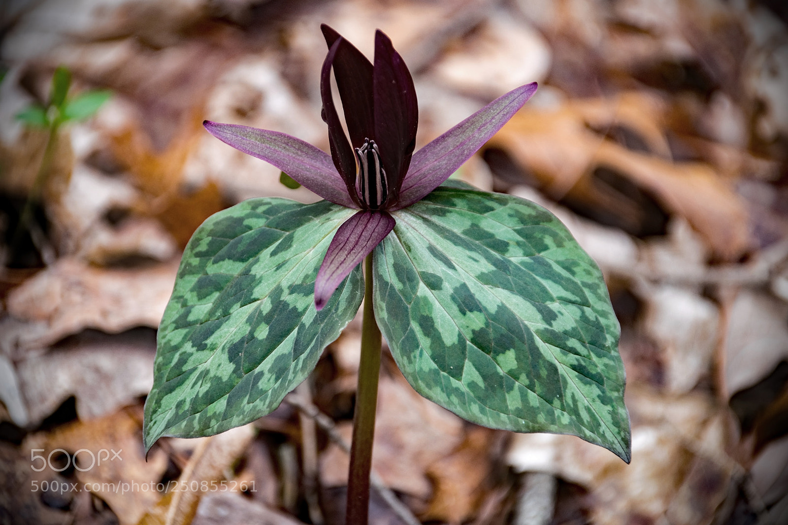 Nikon D5300 sample photo. Trillium stone door photography