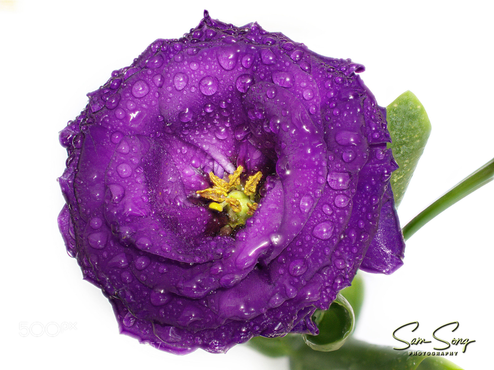 Olympus OM-D E-M10 III sample photo. Stoma photography