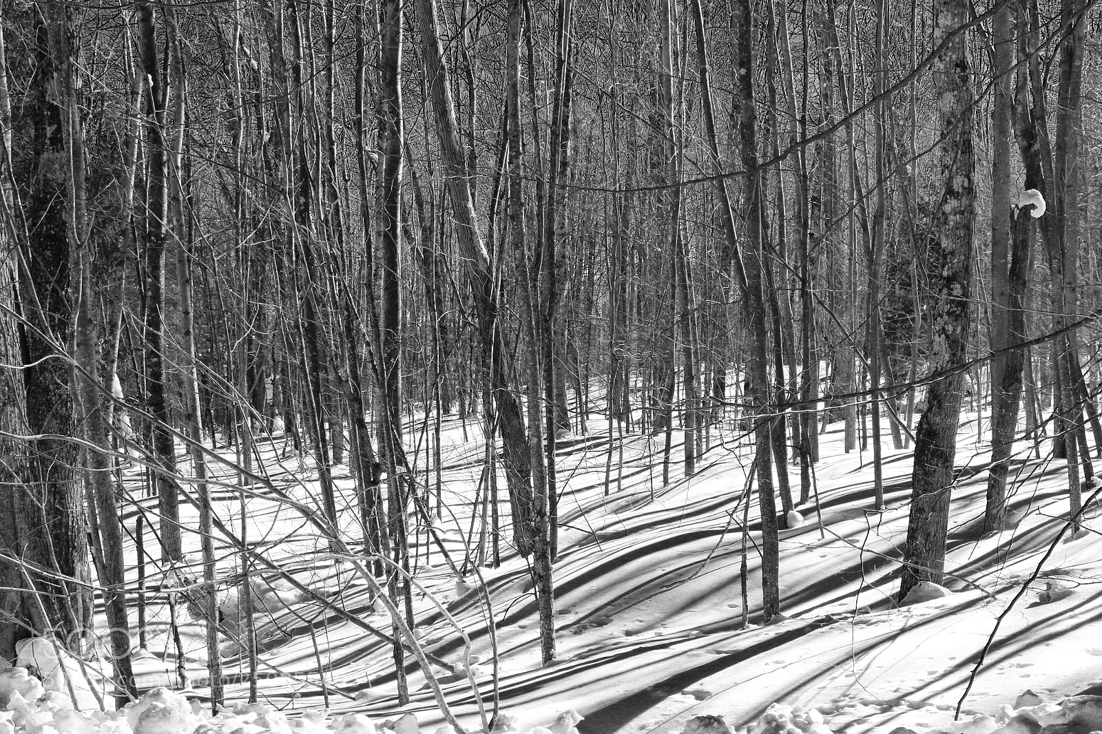 Canon EOS 70D sample photo. Bare trees photography