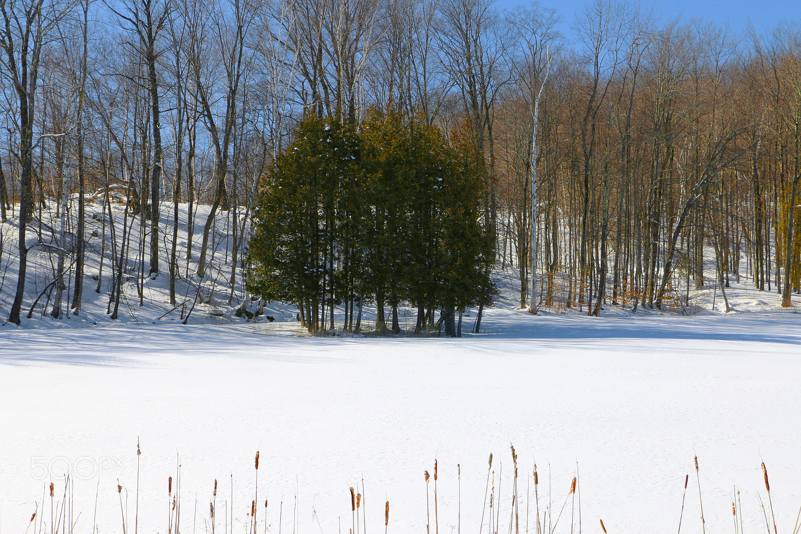 Canon EOS 70D sample photo. A green grove hr photography
